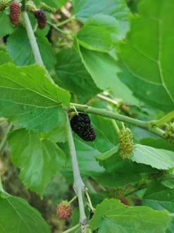 cbfd4825aff65bd23bca14c12be23de