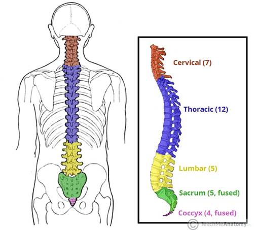说明: 图 1 - 从侧面看的脊柱。显示并标记了五个不同的区域。