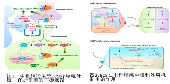 大麻cb2受体在中枢神经系统的分布及其激动剂的药理作用